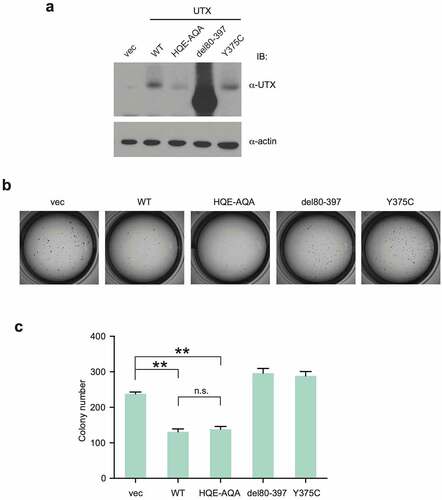 Figure 4. Colony formation assay in soft agar for UTX mutants. (a) Exogenous UTXs were stably expressed in UTX-null HeLa cells. (b) Colonies formed by cells expressing each UTX are shown. (c) Colony numbers were counted and shown in bar charts. **: p < 0.01.