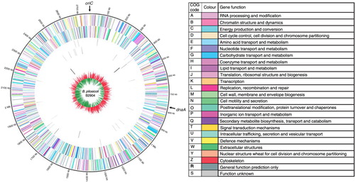 Fig. 3 Circos circular representation of the complete B. pilosicoli B2904 genome with annotated genes. The genome is orientated from the oriC and also displays the location of dnaA. Circles range from 1 (outer circle) to 7 (inner circle). Circle 1, COG-coded forward strand genes; circle 2, COG-coded reverse strand genes; circle 3, forward strand tRNA; circle 4, reverse strand tRNA; circle 5, forward strand rRNA; circle 6, reverse strand rRNA; circle 7, GC skew ((G-C)/(G + C); red indicates positive values; green indicates negative values). All genes are colour coded according to Cluster of Orthologous Group (COG) functions shown in the key table. [Adapted with permission from Mappley et al. 2012 (Citation46)].