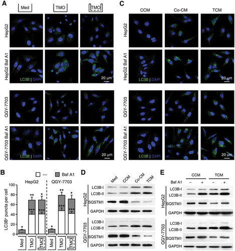 Figure 3. Soluble factors derived from tumor-activated monocytes mediate the induction of cancer cell autophagy. Monocytes were purified from the blood of healthy donors. (a-b) Monocytes were pre-treated with HepG2 or QGY-7703 TSN for 2 h, washed, and then incubated for 20 h with HepG2 or QGY-7703 cells, respectively, in the presence or absence of Baf A1 (5 nM), and with or without physical separation of the monocytes and cancer cells. Numbers of LC3B+ puncta in hepatoma cells were determined by immunofluorescence; n = 7 and * for the Med group stands for significant difference in LC3+ puncta number between the BafA1-treated and untreated hepatoma cells. (c-e) HepG2 or QGY-7703 cells were left untreated (Med) or treated with supernatants from control monocytes (CCM), supernatants from the co-culture of monocytes and hepatoma cells (Co-CM), or supernatants from monocytes pre-treated with TSN (TCM), with or without a following treatment of Baf A1. The levels of LC3B and SQSTM1 in HepG2 or QGY-7703 cells after 20 h of incubation were determined by immunofluorescence (c) and western blotting (d, e). One out of 5 representative graphs is shown in C, D and E. The results shown in B are expressed as the means ± SEM. * P < 0.05, ** P < 0.01, *** P < 0.001.