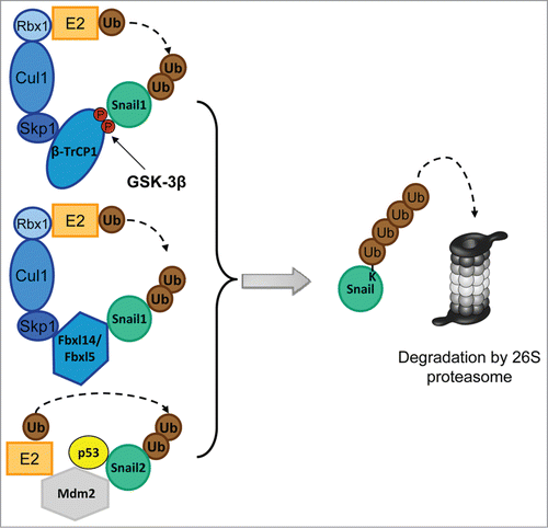 Figure 2. Composition of the E3 complexes targeting Snail1 and Snail2. The Skp-1-Cullin-1-F-Box (SCF) E3s, SCF-Fbxl14 and SCF-Fbxl5 are multimeric E3 ligases that mediates the ubiquitin (Ub) transfer from the E2 conjugating enzyme to Snail. SCF E3s are composed of the scaffold protein Cullin1 (Cul1), which interacts with Skp1 and the RING-finger protein Rbx1. The substrate binding affinity is mediated by the F-box protein (β-TrCP1, Fbxl14 and Fbxl5). The SCF-β-TrCP1 binds Snail1 only when double-phosphorylated by GSK-3β. Mdm2 is a single-subunit RING-finger E3 that targets Snail2 when p53 is bound.