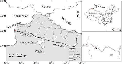 Figure 1. The sampling locations of A. brama in the downstream of the Irtysh River in China.