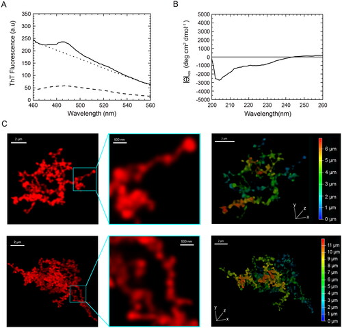 Figure 5. Tinctorial, structural and morphological analysis of TDP-43 aggregates formed in vitro from purified full-length TDP-43 show a non-amyloid nature. (A) ThT fluorescence spectrum in the presence of TDP-43 preincubated at a concentration of 5 µM, in 20 mM acetate buffer, 150 mM NaCl, 5% (w/v) PEG8000, 2 mM TCEP, pH 5.0 (Final pH 6.0), 25 °C, under agitation at 560 rpm for 4 days (solid line). The ThT-independent baseline deriving from aggregate-generated light scattering is shown (dotted line). The ThT fluorescence spectrum in the absence of protein (blank) is also shown (dashed line). (B) Far-UV CD spectrum of TDP-43 pre-incubated as described above. (C) Left: representative confocal microscopy images showing TMR-TDP-43 protein pre-incubated as described above. Center: higher magnifications of the aggregates shown from the boxed areas. Right: depth coding profiles along the xyz-axes of the 3D reconstruction of the same aggregates (different colors represent different planes along the xyz axes).