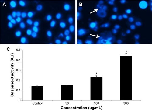 Figure 6 Induction of condensed chromosome and caspase-3 enzyme activity in HepG2 cells after exposure to quercetol.