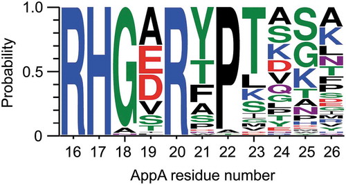 Figure 5. Sequence logo showing the degree of conservation of active site loop residues based on the multiple sequence alignment of 63 HAPs (Supplementary Figure S4). The horizontal axis shows the residue number in AppA, and the vertical axis shows the probability of a residue in a position. The larger the logo of a residue, the more likely the residue is placed in a certain position in the multiple alignment. The figure was created by WebLogo application [Citation52].