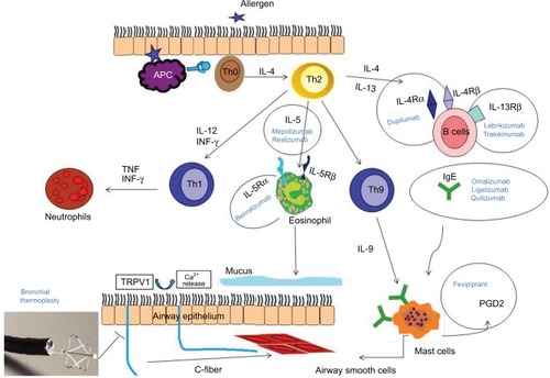 Figure 1 Molecular targets of biologic drugs: action of the pathogenetic pathway of asthma at different levels.