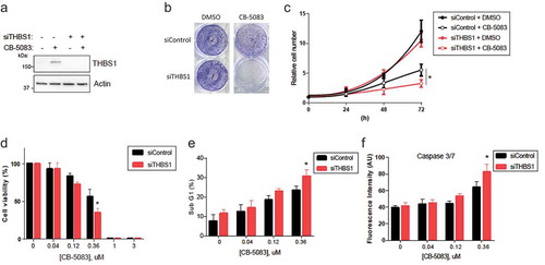 Figure 3. Knockdown of THBS1 sensitizes cells to CB-5083 and promotes apoptosis. (A) HCT116 cells transfected with siControl or siTHBS1-1 (shortly siTHBS1) were treated with or without 0.75 μM CB-5083 for 8 h. Total extracts were analyzed by immunoblotting. Actin was used as a loading control. (B) HCT116 cells transfected with siControl or siTHBS1 were treated with or without 0.375 μM CB-5083 for 72 h. Cells stained with crystal violet and are shown. (N = 3, SD error). *p < 0.05. (C) HCT116 cells transfected with siControl or siTHBS1 were treated with or without 0.375 μM CB-5083. Cell numbers were counted at 24 h intervals (N = 3, SD error). *p < 0.05. (D) HCT116 cells transfected with siControl or siTHBS1 were treated with indicated concentrations of CB-5083. Cell viability was analyzed by quantifying cellular ATP levels (N = 3, SD error). *p < 0.05. (E) HCT116 cells transfected with siControl or siTHBS1 were treated with indicated concentrations of CB-5083 for 72 h. Cell cycle was analyzed by flow cytometry and the percent Sub-G1 is shown (N = 3, SD error). *p < 0.05. (F) HCT116 cells transfected with siControl or siTHBS1 were treated with indicated concentrations of CB-5083 for 72 h. Caspase 3/7 activities were measured by immunofluorescence (N = 3, SD error). *p < 0.05.