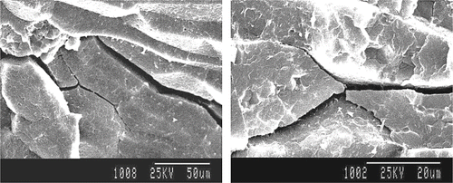 Figure 4 Microscopic structure of the stress cracks in the endosperm tissue after solar drying.