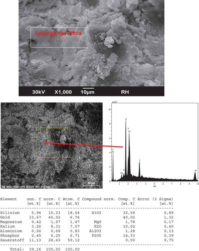 Figure 6. Micrograph image and EDX analysis of rice husk (RH).