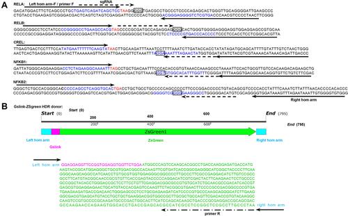 Figure 1 TALEN and CRISPR targets in NF-κB genes and HDR donor. (A) The selected left and right homologous (hom) arms and TALEN and CRISPR targets in the NF-κB family genes. Up strand: sense strand (from left to right: 5′ to 3′); down strand: anti-sense strand (from left to right: 3′ to 5′); bases labeled with a solid arrow: left hom arm/primer F and right hom arm; bases in blue; TALEN target sites: bases labeled with dotted arrow: sgRNA target sites; bases in red: stop codon; bases in square: PAM. (B) The HDR donor containing Gslink and ZsGreen coding sequences and ending with homology arms targeting to five NF-κB family genes. The length of left and right hom arms is 35 nt.