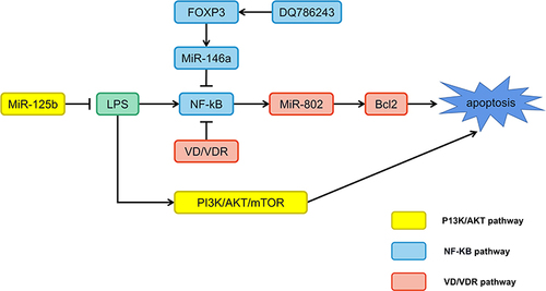 Figure 2 MiRNAs participate in the regulation of oral lichen planus through multiple signaling pathways.