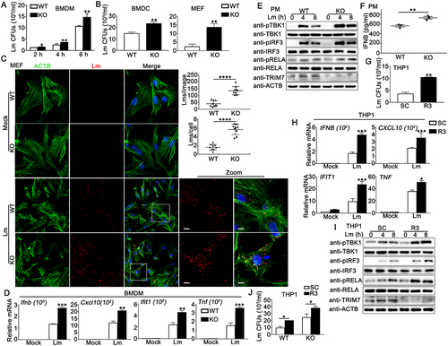 Figure 2. TRIM7 negatively regulated Lm infection in cells. (A) CFUs obtained at indicated time points from wild-type (WT) and trim7-deficient (KO) BMDMs infected with L. monocytogenes (Lm) (MOI = 10). (B) CFUs obtained at 6 h from wild-type (WT) and trim7-deficient (KO) BMDCs (left panel) or MEFs (right panel) infected with L. monocytogenes (Lm) (MOI = 10). (C) Confocal microscopy images of Lm-infected wild-type (WT) and trim7-deficient (KO) MEFs at 6 h after infection. The left panel shows DAPI (blue), Lm (red), ACTB (green), and merged views of three channels. The bottom right panel shows magnified views of the boxed areas from the merged view. Yellow indicates the co-localization of Lm with ACTB. Scale bars: 10 μm (magnified views). The top right panel shows the statistical analysis of the total number of bacteria and the number of bacteria per cell in all pictures (9 pictures per genotype). (D) Wild-type (WT) and trim7-deficient (KO) BMDMs were infected with Lm for 8 h, and then subjected to real-time PCR analysis. (E) Wild-type (WT) and trim7-deficient (KO) PMs were infected with Lm (MOI = 10) for indicated time periods. Afterward, the cells were lysed for immunoblot assays. (F) Wild-type (WT) and trim7-deficient (KO) PMs were infected with Lm (MOI = 10) for 24 h. The secretion of IFNB was measured by ELISA. (G) PMA-THP1 cells were transfected with control siRNA (SC) or TRIM7-specific siRNA (R3). At 24 h after transfection, the cells were infected with Lm (MOI = 10) for 6 h, and then colony forming assay was performed. (H) PMA-THP1 cells were transfected with control siRNA (SC) or TRIM7-specific siRNA (R3). At 24 h after transfection, the cells were infected with Lm (MOI = 10) for 8 h and then subjected to real-time PCR analysis. (I) PMA-THP1 cells were transfected with control siRNA (SC) or TRIM7-specific siRNA (R3). At 24 h after transfection, the cells were infected with Lm (MOI = 10) for indicated time periods. Afterward, the cells were lysed for immunoblot assays. (J) Wild-type (WT) or STING1-deficient (KO) PMA-THP1 cells were transfected with control siRNA (SC) or TRIM7-specific siRNA (R3). At 24 h after transfection, the cells were infected with Lm (MOI = 10) for 6 h, and then colony forming assay was performed. The data are representative of three independent experiments and are presented as mean ± SD. *, p < 0.05, **, p < 0.01, ***, p < 0.001, ****, p < 0.0001.