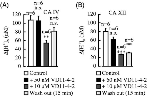 Figure 5. Measurements of [H+]s in oocytes injected with 1 ng CA IV-cRNA (A) or 5 ng CA XII-cRNA (B) during application of 5% CO2/25 mM HCO3- (from a nominally CO2-free, HEPES-buffered solution) in the absence and presence of 50 nM and 10 μM VD11-4-2 and after 15 min of washing out. ** indicate a significance level of p ≤ 0.01, *** indicate a significance level of p ≤ 0.001.