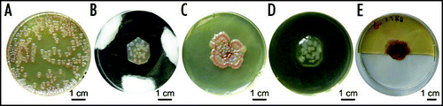Figure 6 Effects of plating geometry. (A) Growth of dense colonies (about 300 CFU/dish) sown evenly over the whole surface of agar; (B) removal of surrounding agar leads to development of single colonies (wet tampons maintaining humidity can be seen in the dish); (C) a concol grown from a suspension of the same plating density, surrounded by free agar; (D) nutrient broth is not a sufficient substitution for the agar removed; (E) a combination of a concol and colonies developing at the interface of free space and agar. Cultures are at least 20 days old, but the same phenomena are well-developed already after 10–14 days.
