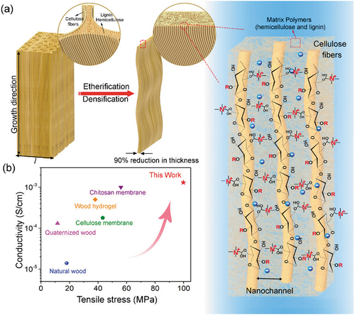 Figure 7. Wood fiber membrane with high strength and ionic conductivity. Reproduced with permission from the ref (Chen G. et al. Citation2019).