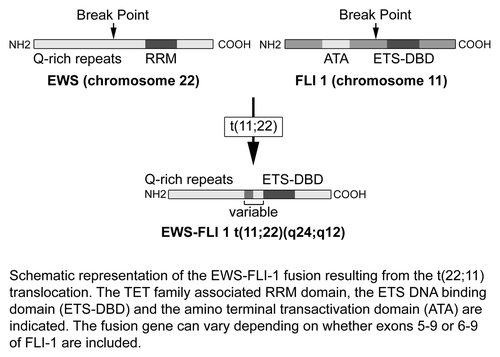 Figure 5. Schematic diagram of EWS-FLI1 gene fusion resulting from t(22;11) translocation. The TET family associated RRM domain, the ETS DNA-binding domain (ETS-DBD) and the N-terminal transactivation domain (ATA) are shown. The fusion gene can vary depending on whether exons 5–9 or 6–9 of FLI1 are included. Adapted with permission from ref. Citation10.