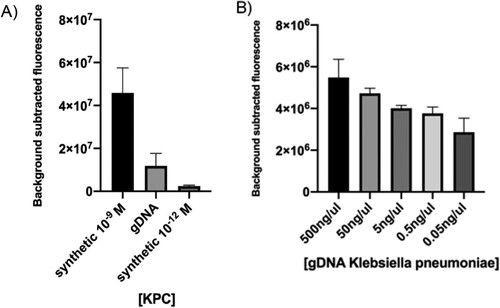 Figure 5. Detection of a sequence contained in bacterial gDNA. (A) CRISPR-Cas12 detection of the KPC gene encoded by a Klebsiella pneumoniae isolate was preceded by isothermal amplification. Reaction mixture using different concentrations of synthetic target was used for comparison. (B) CRISPR-Cas12 detection of the KPC gene in a spiked blood sample. Background subtracted fluorescence represent sample minus control fluorescence, without target. In both assays, bars represent fluorescence at 30 min and show mean ± SEM (n = 3).