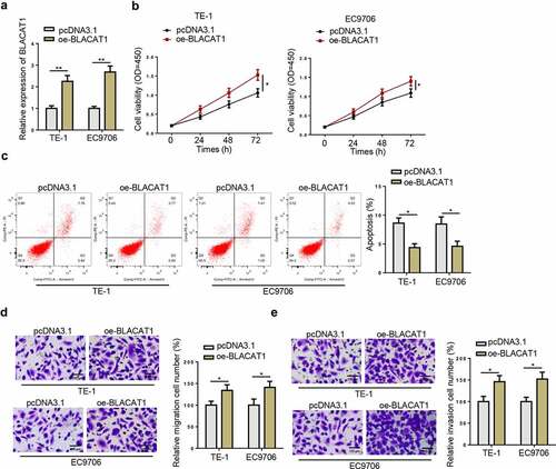 Figure 4. BLACAT1 overexpression promotes malignant phenotypes in EC cells. A) BLACAT1 expression in TE-1 or EC9706 cells transfected with pcDNA3.1 or oe-BLACAT1 was detected by RT-qPCR. (b-e) CCK-8, flow cytometry and Transwell assays were performed to detect the viability, apoptosis, migration and invasion of TE-1 or EC9706 cells transfected with pcDNA3.1 or oe-BLACAT1. *P < 0.05, **P < 0.01.