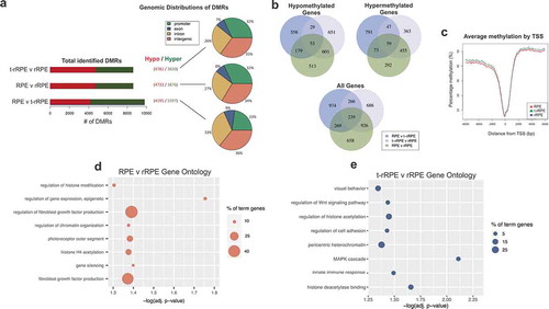 Figure 4. Whole-genome bisulphite sequencing (WGBS) of intact RPE, t-rRPE, and rRPE reveal global changes in promoter region methylation. (a) Total identified DMRs, defined using the BSmooth software, are shown for each pairwise comparison in the context of hypo (red) or hypermethylation (green). Percentage of DMRs in context of their respective genomic features are shown in the pie chart. (b) Total genes with promoter region-containing DMRs for each pairwise comparison are shown in Venn diagrams, and broken down by hyper/hypo methylated genes. (c) Average percent methylation surrounding the transcription start site (TSS) is displayed for all annotated genes in the chicken genome. (d, e) Bubble charts display enriched Gene Ontology terms shown for RPE v t-rRPE and t-rRPE v rRPE pairwise comparisons, respectively. Y-axis indicates GO term, X-axis represents adjusted p-value, and bubble size corresponds to percentage of genes associated with each term identified in GO analysis.