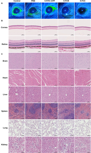 Figure 10 Biosafety analysis of 5-FCR and 5-FCC eye drops. (A) Results of fluorescein sodium staining of the cornea of the mice on the 28th day of the intervention. (B) Results of HE staining of the cornea and retina. Scale bar: 100 μm. (C) Results of HE staining of different internal organ. Scale bar: 100 μm.