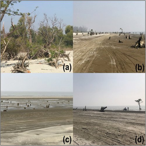Figure 10. (a) and (b) denuded forests on the coast of Dhulasar; (c) denuded mangrove vegetation on the western coast of Lata Chapli; (d) seawater encroachment into forests near Dhulasar coast.