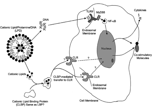 Figure 7.  Schematic representation of the postulated model for the stimulation of dendritic cells by cationic liposome and by LPD.