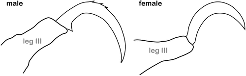 Figure 10. Sexually dimorphic claws borne on tarsus III of Hydrozetes ringueleti (Limnozetoidea) specimens (modified after Fernandez Citation1984).