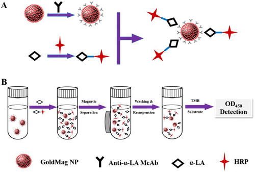 Figure 1. Scheme of goldmag-based ELISA for quantification of α-LA (A: synthesis of capture and detection probes, B: detection procedure).