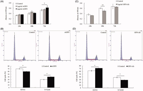 Figure 4. Effect of OPN on the growth of BRL-3A liver cell line. (A) MTT results showed the effects of rrOPN on cell viability. (B) Representative flow cytometry results indicated the roles of rrOPN in cell cycle distribution after treatment for 72 h. (C) MTT assay showed the effect of OPN-Ab on cell viability. (D) Representative FCM analysis indicated the effect of OPN-Ab on cell cycle distribution after treatment for 48 h. The data are presented as mean ± SEM. *p < .05, **p < .01 vs respective control group.
