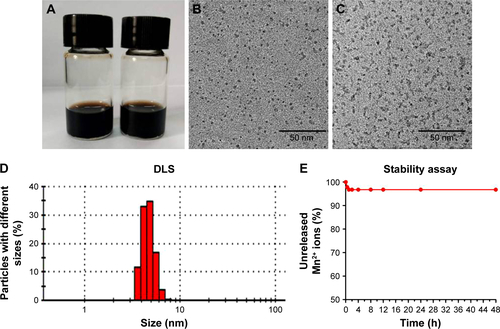 Figure S1 Characterization of the physical properties of Mn2+-PEG-MNPs. (A) From left to right: 2 mg/mL PEG-MNPs and 2 mg/mL Mn2+-PEG-MNPs. (B) TEM image of Mn2+-PEG-MNPs (scale bar =50 nm). (C) TEM image of MNPs (scale bar =50 nm). (D) Particle-size distribution of Mn2+-PEG-MNPs. (E) Stability analysis of Mn2+-PEG-MNPs in PBS (pH =7.4).Abbreviations: DLS, dynamic light scattering; h, hours; MNPs, melanin nanoparticles; PBS, phosphate-buffered saline; PEG, polyethylene glycol; TEM, transmission electron microscope.