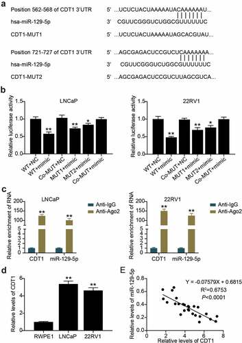 Figure 6. CDT1 was a downstream target of miR-129-5p. (a) The wild-type and mutant binding site of CDT1 for miR-129-5p were constructed. (b)The interaction between CDT1 and miR-129-5p was confirmed by luciferase reporter assay. *P < 0.05; **P < 0.001 vs. WT-NC. (c) Relationship of CDT1 and miR-129-5p was validated using RIP assays. **P < 0.001 vs. Anti-IgG. (d) The CDT1 expression in prostate cell lines was measured using qRT-PCR. **P < 0.001 vs. RWPE1. (e) Pearson was utilized for exploring the connection of CDT1 with miR-129-5p.