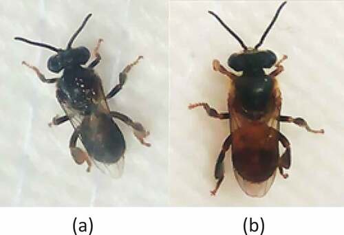 Figure 1. Stingless bee. Heterotrigona itama (a); Geniotrigona thoracica (b)