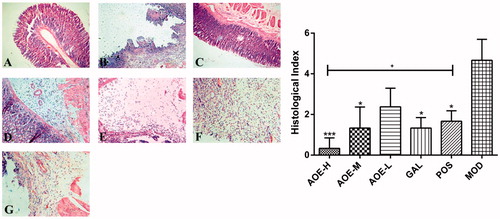 Figure 3. Histological findings (A–G) of the indomethacin-induced gastric damage in the rat gastric mucosa (magnification, 20×). Normal rat gastric mucosa (A) was damaged by the oral administration of indomethacin (B: 0.3 g/kg), and most of the damage was alleviated by treatment with A. officinarum extract (C: 0.18 g/kg; D: 0.09 g/kg; E: 0.03 g/kg) and galangin (F: 0.2 g/kg). (G) Treatment with 0.08 g/kg bismuth potassium citrate. Healthy rat gastric mucosa in the control group (histological index of 0) are not shown. CON: vehicle control; AOE-H: 0.18 g/kg A. officinarum extract; AOE-M: 0.09 g/kg A. officinarum extract; AOE-L: 0.03 g/kg A. officinarum extract; GAL: 0.2 g/kg galangin; POS: 0.08 g/kg bismuth potassium citrate; MOD: 0.3 g/kg indomethacin. +p < 0.05 compared with the POS group; *p < 0.05 and ***p < 0.001 compared with the MOD group.