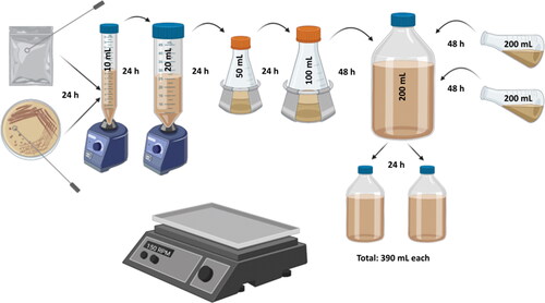 Figure 2. Yeast propagation schematic following previous methods.[Citation26] Yeasts were propagated to a final approximate total of 40.0 × 1010 cells in each bottle with a total of 390 mL of propagation wort, equivalent to the standard ale pitch rate of 1.0 × 106 cells per mL per °P[Citation12] for each 40 L, 10°P pilot fermentation. Figure created on BioRender.com, not to scale.