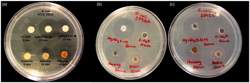 Figure 9. Antibacterial activity of AgNPsC and Rh extract for S. aureus ATCC25923 disc method (a), and well diffusion method with two different sizes of nanoparticles (b) and (c).