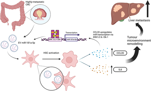Figure 2. A diagrammatic representation of the effects of miR-181a-5p from CRC EVs on HSCs and the resulting effects on further miRNA transcription and the tumor microenvironment. (created with BioRender).