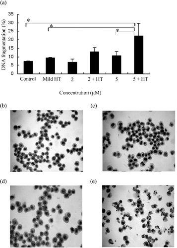 Figure 2. Apoptotic features induced by the combination of mild HT and MS5. (a) DNA fragmentation induced by MS5 and mild HT. U937 cells were treated with 2 µM and 5 µM concentrations of MS5 alone and in combination with mild HT (41°C, 20 min) and incubated for 6 h followed by DNA fragmentation assay. Bars indicate standard deviation (n = 3; *p < 0.05). (b) Morphological changes induced by mild HT and MS5 in U937 cells. Cells were treated with MS5 (5 µM) with or without heat shock (41°C, 20 min) and then harvested after incubation for 6 h. Signs of apoptosis were detected by Giemsa staining and examined under a microscope at a magnification of ×400. (b) Control (c) mild HT (d) MS5 (e) MS5 + HT.