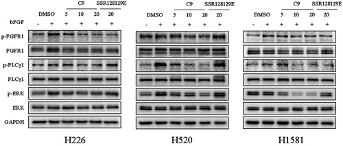 Figure 5. Inhibitory effect of C9 on FGFR1 and its downstream ERK and PLCγ1 phosphorylation levels in NCI-H226, NCI-H520 and NCI-H1581 cells; *p < .05, **p < .01 compared to the control groups.