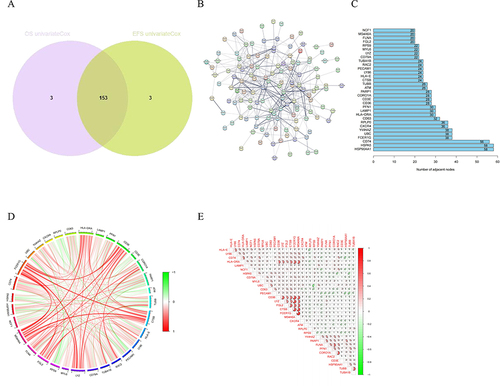 Figure 3 Identification of prognostic NK cell-related genes in MM. (A) The Venn plot of the intersection of OS-related genes and EFS-related genes. (B) The PPI network of the NK cell-related prognostic genes using STRING database. (C) The barplot diagram showing the degree of involvement of each key gene in the PPI network. (D) and (E) The gene co-expression analysis of the 32 key genes.