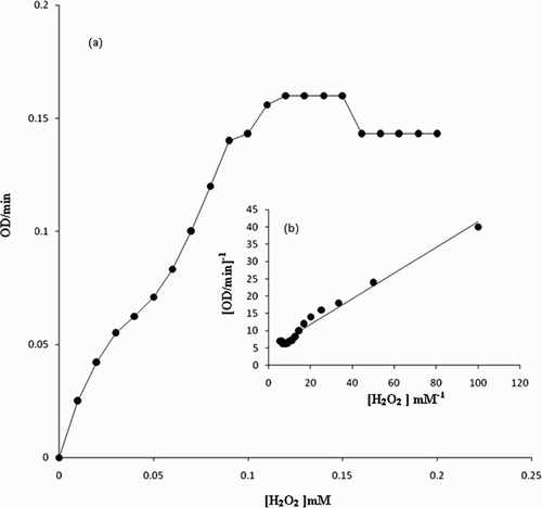 Figure 4. (a) Michaelis–Menten and (b) double reciprocal plots using H2O2 as the variable substrate. The reaction 1 mL contained 2 mM p-cresol, 1.80 IU of the enzyme in 50 mM sodium phosphate buffer pH 7 at 30°C.