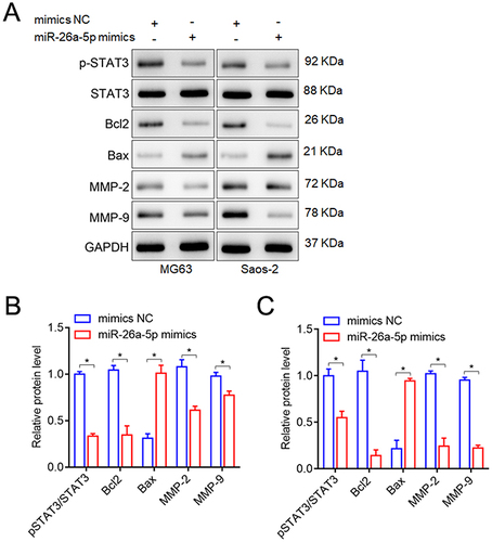 Figure 8 Effects of miR-26a-5p up-regulation on the phosphorylation levels of STAT3, cell apoptosis-related genes (Bcl2 and Bax), and metastasis-related genes (MMP-2, MMP-9) in MG63 and Saos-2 cells were measured by Western blot. (A) Representative blots of the phosphorylation levels of STAT3, cell apoptosis-related genes (Bcl2 and Bax), and metastasis-related genes (MMP-2, MMP-9). (B) The phosphorylation levels of STAT3, Bcl2, Bax, MMP-2 and MMP-9 in MG63 cells. (C) The phosphorylation levels of STAT3, Bcl2, Bax, MMP-2 and MMP-9 in Saos-2 cells. *P<0.05, vs mimics NC treated cells or untreated cells (Un).