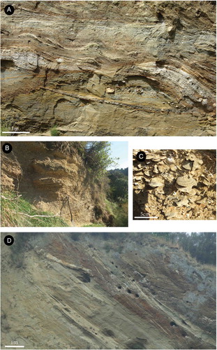 Figure 3. Photographs of parts of the constituent members of the Konewa Formation and Kai Iwi group. A, High energy cross beds and rip up clasts of Potaka Pumice (0.99 Ma), Kaimatira Pumice Sand Formation, Kai Iwi group, unnamed tributary of the Pohangina River, Broadlands Station, Lower Pohangina Valley (WGS84 40°15′21.56′′S, 175°46′59.95′′E, elevation 134 m). B, Ratanui Limestone Member upper contact for Konewa Formation in the Lower Pohangina Valley, spade is approximately 1 m, Unnamed tributary of the Pohangina River informally referred to here as Scrimmys Stream, Broadlands Station, Lower Pohangina Valley (WGS84 40°16′44.78′′S, 175°46′44.78′′E, elevation 112 m). C, Close-up of B, Ratanui Limestone Member displaying common Talochamlys gemmulata, Ostrea chilensis, Calloria inconspicua, Purpurocardia purpurata and Talabrica senecta. Last appearance of Patro undatus in the Lower Pohangina Valley. D, High energy, erosional base of Whareroa Conglomerate Member, Kai Iwi group, note lenses of tephric rich silts (Kaukatea Tephra, 0.9 Ma) eroded from underlying beds incorporated into wavy beds of the pebbly conglomerate. Also, steep dip of the beds 40°@315, 200 m west of the apex of the Pohangina Faulted Monocline characterised by near vertical bedding, Whareroa Stream, Lower Pohangina Valley (WGS84 40°16′48.79′′S, 175°46′51.12′′E, elevation 115 m).