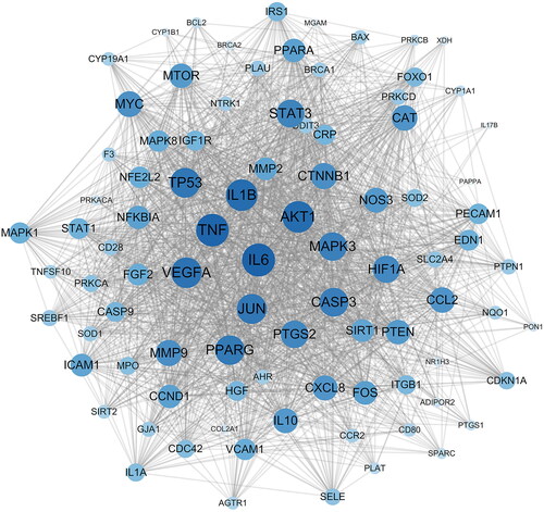 Figure 3. PPI network of intersecting genes. PPI network is constructed using intersecting genes, and each circle represents an intersecting gene. The darker the colour and the larger the font, the higher the degree of association with the surrounding targets. PPI: protein–protein interaction.