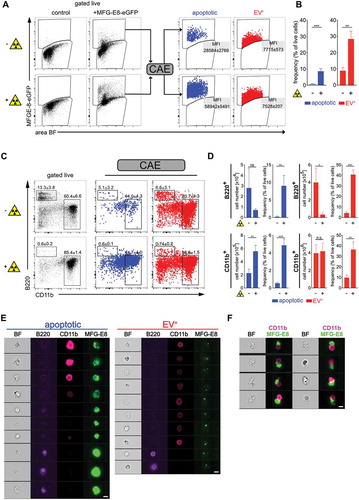 Figure 4. Using deep learning to discriminate apoptotic and EV+ cells. Non-irradiated controls (n = 3) and lethally irradiated mice (1000 rad, n = 3) were injected with 100 µg MFG-E8-eGFP i.v. 24 h after the irradiation. 30 min later mice were sacrificed. Bone marrow (BM) cells were analysed by imaging flow cytometry. (a) To identify apoptotic and EV+ cells, cells were analysed using IDEAS, CAE-RF and FlowJo. First, single cells were gated using the brightfield (BF) aspect ratio and the area of the BF signal. Then necrotic cells (live/dead+) were excluded from further analysis (Suppl. Fig. 4A). MFG-E8-eGFP+ cells were gated and their TIF images (16-bit, raw) exported using the IDEAS software. CAE-RF results with the classification apoptotic/EV+ were re-imported into IDEAS and separate fcs-files containing all cells or only MFG-E8-eGFP+/apoptotic cells and MFG-E8-eGFP+/EV+ cells were generated for further analysis in FlowJo. Apoptotic (blue) and EV+ (red) cells are shown in dot plots and their MFI of the MFG-E8 signal is displayed. (b) Bar graphs show apoptotic (blue) and EV+ (red) cells as frequency of live cells in non-irradiated and irradiated mice. Averages ± SD are shown. (c) Left dot plots show B220 and CD11b stained BM cells, gated on non-necrotic live/dead− cells. Middle and right dot plots show B220 and CD11b expression of MFG-E8-eGFP+ cells classified by the CAE as apoptotic (blue) or EV+ (red), respectively. Numbers next to the gate show the mean percentage ± SD of all cells depicted inside the dot plot that lie within the respective gate. (D) Bar graphs show total numbers and frequencies of B220+ and CD11b+ apoptotic (blue) and EV+ (red) cells in non-irradiated and irradiated mice. Bar graphs show means ± SD, n = 3. (e) Example images of cells that are classified as apoptotic (left) or EV± (right) are shown. (f) Example images of cells that are classified as apoptotic and are attached to CD11b+cells in irradiated mice. Scale bar 7 µm. Representative results of 3 independent experiments are shown. Statistical significance is indicated by asterisks (*P ≤ 0.05; **P ≤ 0.01; ***P ≤ 0.001; two-tailed unpaired t-test).