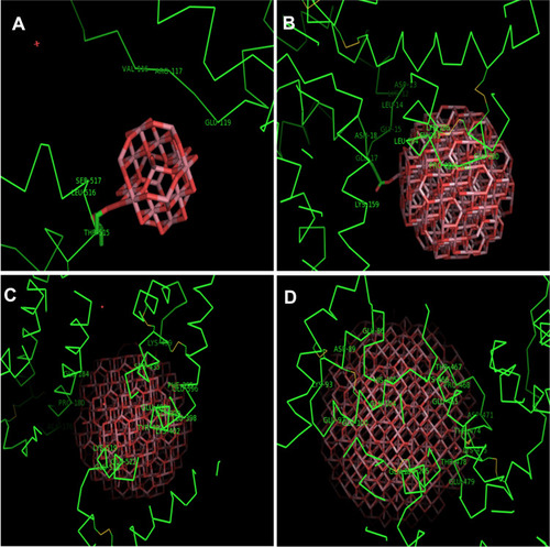 Figure 4 The resulting docking pose of HSA after interaction with spherical Co3O4 nanoclusters, (A) r=0.5 nm, (B) r=1 nm, (C) r=1.5 nm, (D) r =2 nm.