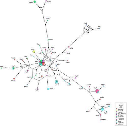 Figure 3. International haplotype network of bovine viral diarrhoea virus 5′ untranslated region sequences from New Zealand (n = 147). The number of nucleotide substitutions between haplotypes is represented by ticks on branches. Nodes are scaled based on the number of representative sequences and coloured based on the geographical region of origin. Inferred nodes are indicated with small, closed black circles as they are not represented among sequences included in the network. Reticulation in a haplotype network indicates that the data did not contain appropriate signal to resolve a single pathway through a network, indicating that there is more than one possible sequence of mutations linking associated haplotypes.