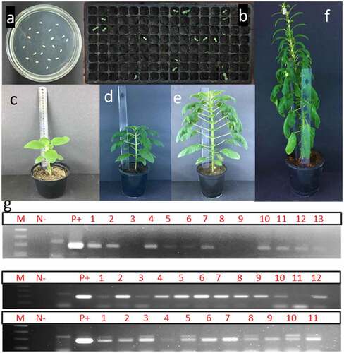 Figure 2. Different stages of transformation of sesame. a) De-coated sesame seeds 48 hr after co-cultivation with Agrobacterium tumefaciens, the seeds are placed on germination medium; b) potential transgenic sesame seeds after being transplanted into trays filled with soil mix in the greenhouse; c) transplanting of successful PCR-positive individuals in bigger pots “plant height 10 cm long”; d) and e) growth of PCR-positive transgenic individual “50 cm and 90 cm, respectively; f) transgenic individual plants reaching flowering and seed setting in greenhouse; g) PCR screening of putative T0 plants from 6, 12, and 18 weeks old plants by 35s primer which amplified 200 bp. M: 100bp ladder DNA marker, lane 1: negative control: water, lane 2: negative control (non-transgenic plant), lane 3: positive control (pFGC5941 RNAi vector), and other lanes transgenic plants.