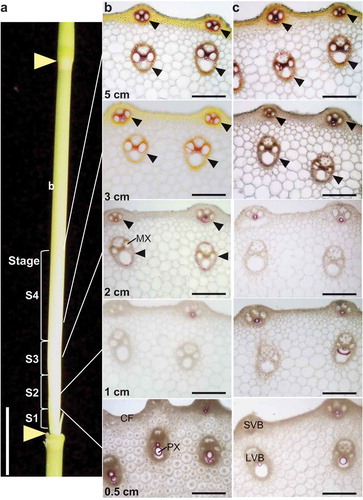 Figure 2. Histochemical observation of elongating second internode of rice. (a) Positions of sections for histochemical observation and segments of S1 to S4 for subsequent analyses are shown. Triangles indicate nodes. Bar = 2 cm. (b and c) Transverse sections stained with phloroglucinol reaction of cell wall lignin in wild type, Kinmaze (b), and bc1 mutant (c) indicating delayed lignin deposition in bc1 mutant. Arrowheads indicate phloroglucinol stained mestome sheath. Bars = 50 μm. CF, cortical fiber; LVB, large vascular bundle; MX, metaxylem; PX, protoxylem; SVB, small vascular bundle.