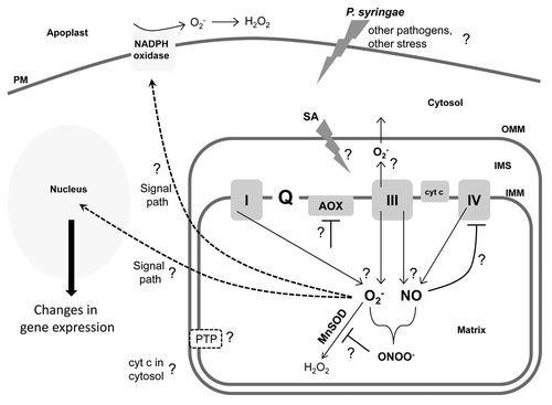 Figure 3. Simple cartoon of a plant cell and mitochondrion. This figure is meant to highlight some key questions regarding the upstream factors required to generate a mitochondrial O2- burst, the mitochondrial events that occur in support of or in parallel with this burst, and the downstream events that may be responsive to this burst. See text for further discussion of these aspects. PM, plasma membrane; OMM, outer mitochondrial membrane; IMS, intermembrane space; IMM, inner mitochondrial membrane.