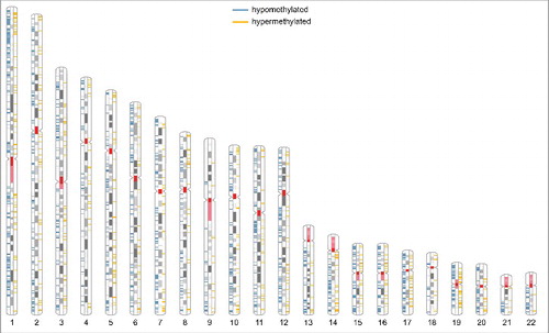 Figure 2. Ideogram of the human karyotype. R-bands are shown in white, G-bands in gray; the centromere and the coding region for rRNA are shown in red, regions of hypomethylation in blue, and regions of hypermethylation in yellow. The gender-specific XY-chromosomes were not further analyzed, because BEAS-2B cells originate from various individuals.