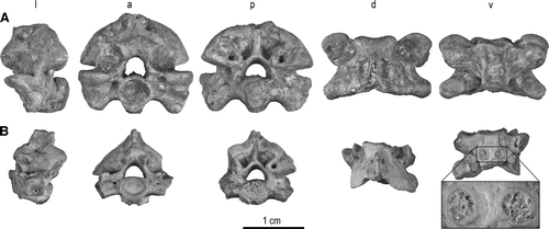 FIGURE 3 Cloacal and postcloacal vertebrae of Madtsoia madagascariensis from the Late Cretaceous of Madagascar in l, lateral; a, anterior; p, posterior; d, dorsal; and v, ventral views. A, cloacal vertebra, FMNH PR 2556; B, postcloacal vertebra, FMNH PR 2557. Articular facets on ventral aspect of postcloacal vertebra for chevron bone enlarged at bottom right.